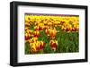 Dutch Bulb Field-Sandra van der Steen-Framed Photographic Print