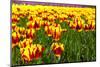 Dutch Bulb Field-Sandra van der Steen-Mounted Photographic Print