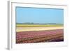 Dutch Bulb Field-Sandra van der Steen-Framed Photographic Print