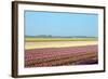 Dutch Bulb Field-Sandra van der Steen-Framed Photographic Print