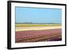 Dutch Bulb Field-Sandra van der Steen-Framed Photographic Print