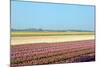 Dutch Bulb Field-Sandra van der Steen-Mounted Photographic Print