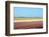 Dutch Bulb Field-Sandra van der Steen-Framed Photographic Print