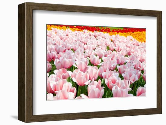 Dutch Bulb Field-Sandra van der Steen-Framed Photographic Print