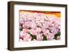 Dutch Bulb Field-Sandra van der Steen-Framed Photographic Print