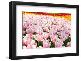 Dutch Bulb Field-Sandra van der Steen-Framed Photographic Print