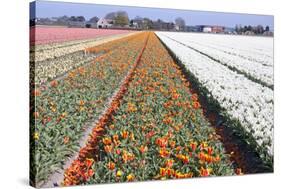 Dutch Bulb Fields with Tulips-Sandra van der Steen-Stretched Canvas