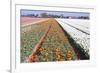 Dutch Bulb Fields with Tulips-Sandra van der Steen-Framed Photographic Print