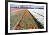 Dutch Bulb Fields with Tulips-Sandra van der Steen-Framed Photographic Print