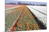 Dutch Bulb Fields with Tulips-Sandra van der Steen-Mounted Photographic Print