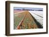 Dutch Bulb Fields with Tulips-Sandra van der Steen-Framed Photographic Print