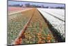 Dutch Bulb Fields with Tulips-Sandra van der Steen-Mounted Photographic Print