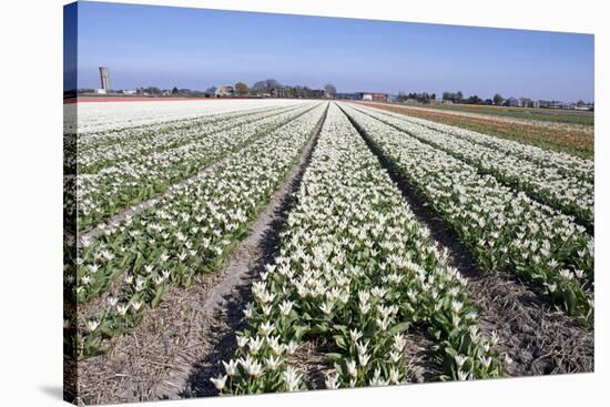 Dutch Bulb Fields with White Tulips-Sandra van der Steen-Stretched Canvas