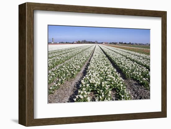 Dutch Bulb Fields with White Tulips-Sandra van der Steen-Framed Photographic Print