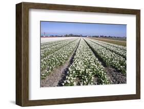 Dutch Bulb Fields with White Tulips-Sandra van der Steen-Framed Photographic Print