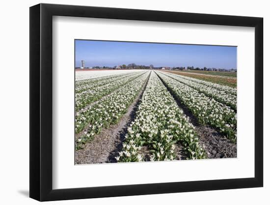 Dutch Bulb Fields with White Tulips-Sandra van der Steen-Framed Photographic Print