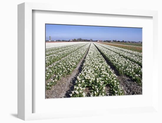 Dutch Bulb Fields with White Tulips-Sandra van der Steen-Framed Photographic Print