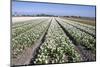 Dutch Bulb Fields with White Tulips-Sandra van der Steen-Mounted Photographic Print