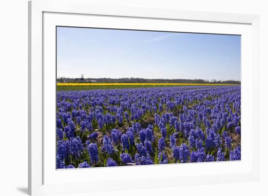 Dutch Bulb Fields-Sandra van der Steen-Framed Photographic Print