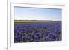 Dutch Bulb Fields-Sandra van der Steen-Framed Photographic Print