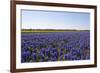 Dutch Bulb Fields-Sandra van der Steen-Framed Photographic Print