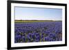 Dutch Bulb Fields-Sandra van der Steen-Framed Photographic Print