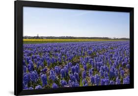 Dutch Bulb Fields-Sandra van der Steen-Framed Photographic Print