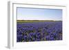 Dutch Bulb Fields-Sandra van der Steen-Framed Photographic Print