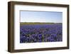 Dutch Bulb Fields-Sandra van der Steen-Framed Photographic Print