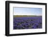 Dutch Bulb Fields-Sandra van der Steen-Framed Photographic Print