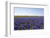 Dutch Bulb Fields-Sandra van der Steen-Framed Photographic Print