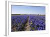 Dutch Bulb Fields-Sandra van der Steen-Framed Photographic Print