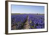 Dutch Bulb Fields-Sandra van der Steen-Framed Photographic Print