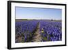 Dutch Bulb Fields-Sandra van der Steen-Framed Photographic Print