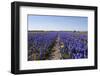 Dutch Bulb Fields-Sandra van der Steen-Framed Photographic Print