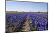 Dutch Bulb Fields-Sandra van der Steen-Mounted Photographic Print