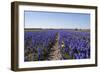 Dutch Bulb Fields-Sandra van der Steen-Framed Photographic Print