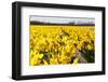 Dutch Bulb Fields-Sandra van der Steen-Framed Photographic Print