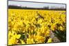 Dutch Bulb Fields-Sandra van der Steen-Mounted Photographic Print