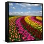 Dutch Colorful Tulips Fields in Sunny Day-neirfy-Framed Stretched Canvas