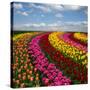 Dutch Colorful Tulips Fields in Sunny Day-neirfy-Stretched Canvas