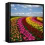 Dutch Colorful Tulips Fields in Sunny Day-neirfy-Framed Stretched Canvas