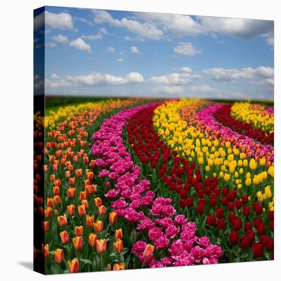 Dutch Colorful Tulips Fields in Sunny Day-neirfy-Stretched Canvas