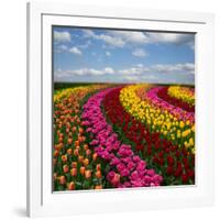 Dutch Colorful Tulips Fields in Sunny Day-neirfy-Framed Photographic Print