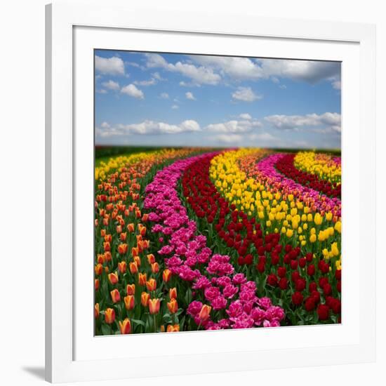 Dutch Colorful Tulips Fields in Sunny Day-neirfy-Framed Photographic Print