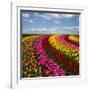 Dutch Colorful Tulips Fields in Sunny Day-neirfy-Framed Photographic Print