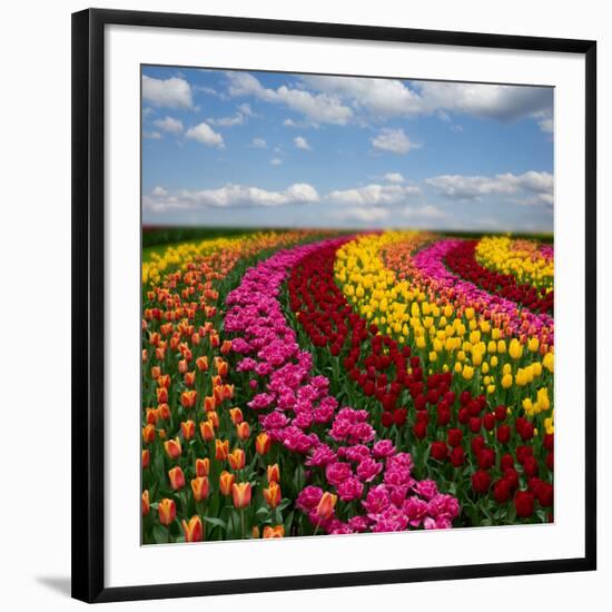 Dutch Colorful Tulips Fields in Sunny Day-neirfy-Framed Photographic Print