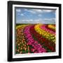 Dutch Colorful Tulips Fields in Sunny Day-neirfy-Framed Photographic Print