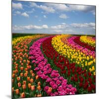 Dutch Colorful Tulips Fields in Sunny Day-neirfy-Mounted Photographic Print