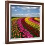 Dutch Colorful Tulips Fields in Sunny Day-neirfy-Framed Photographic Print